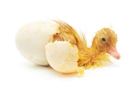 Complete Guide To Incubating Duck Eggs For Optimal Hatch, 60% OFF