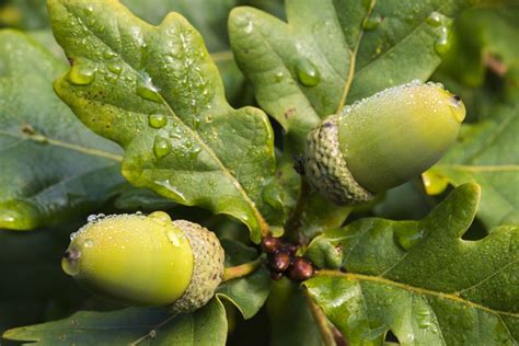 The Folklore and Magic of Acorns and Oaks | Oak tree, Acorn, Acorn and oak