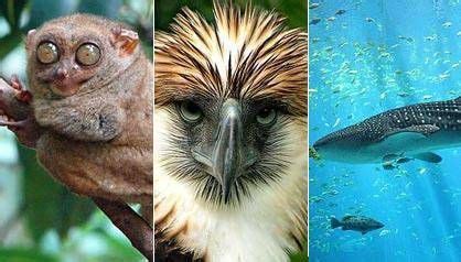 Wildlife at Risk: 20 Endangered Species Found in the Philippines | News and Features ...