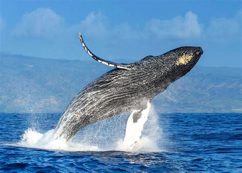 Whale Watching Tour in the Samana Bay from Las Galeras - Full Day ...