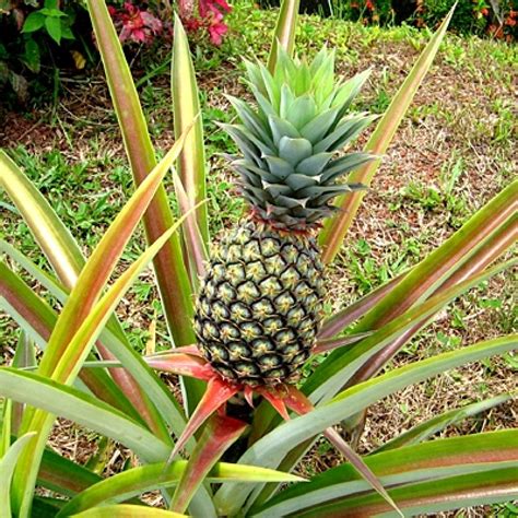 Buy Pineapple (??????) plant online at cheap price on plantsguru.com