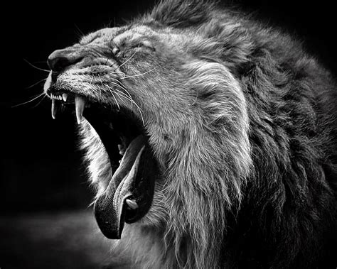 Lion Wallpaper Black and White (50+ images)