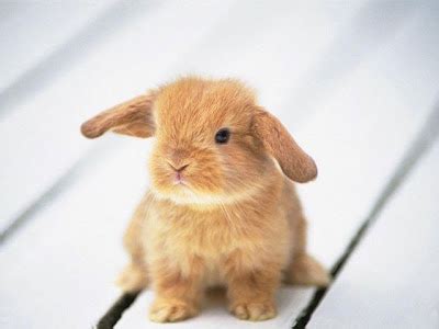 Rabbit Pictures: Cute Baby Rabbit Pictures