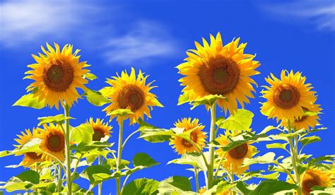 Sunflower Hd Wallpapers - Imagini De Fundal Cu Floarea Soarelui ...