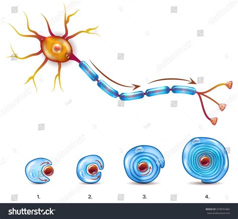 Neuron anatomy and myelin sheath formation around axon | Neurons, Anatomy, Vector images