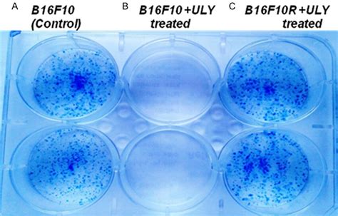 Clonogenic assay with B16F10C and B16F10R cells. Abbreviation: 'ULY ...