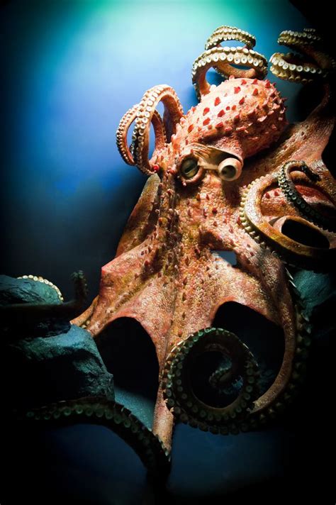 164 best images about Octopus on Pinterest | Octopus sketch, The octopus and Mermaids