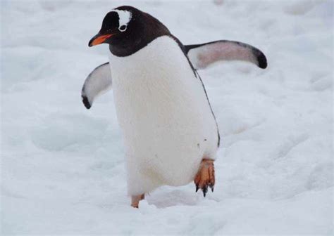 Penguin Behavior - AnimalBehaviorCorner