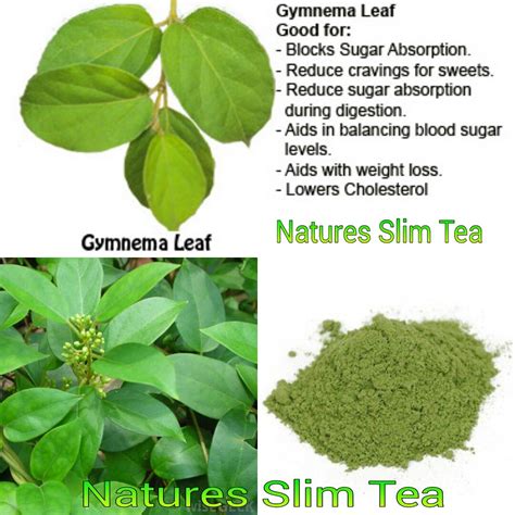 Gymnema Leaf Tea | Gymnema is a climbing shrub that grows in… | Flickr