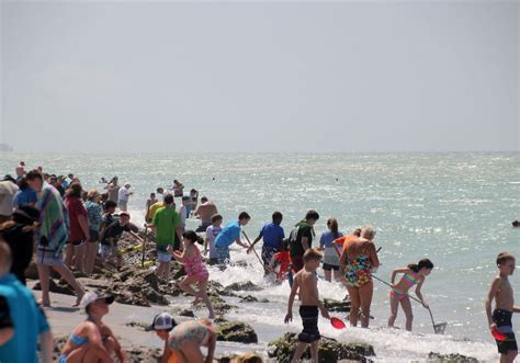 The hunt for sharks teeth in Venice, Fla. takes a bite out of a day | Pittsburgh Post-Gazette