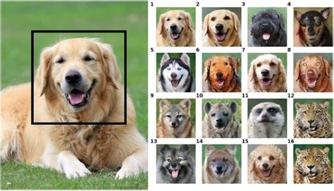 NVIDIA’s New AI ‘Face-Swap’ for Pets Might Just Be the Greatest Thing ...