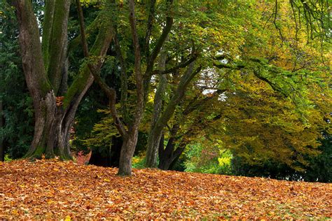 Stanley Park Fall Foliage Photograph by Michael Russell - Fine Art America