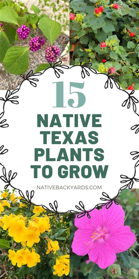 My Top 8 Favorite Plants to Grow in South Texas | Texas native plants, Texas plants, Texas ...