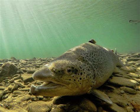 Brown Trout Underwater Portrait Photograph by Michael Kinney | Fine Art America