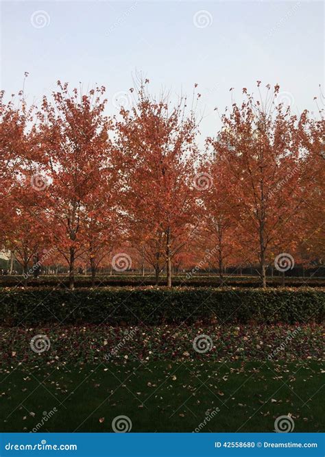 Autumn in Shanghai stock photo. Image of autumn, park - 42558680