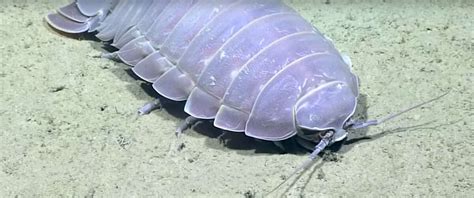 Creepy giant cockroach of the sea found on the floor of the Gulf of Mexico