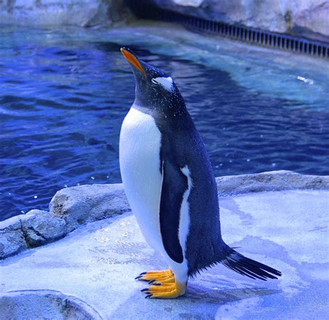 The Detroit Zoo’s new Penguinarium—one of the world’s foremost Penguin habitats | KCBX