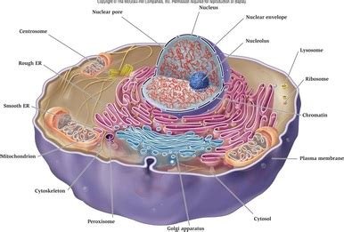 Cell membranes - BIOLOGY4ISC