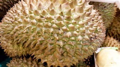 Durian the Reigning King of all Thai Fruit - Bon Voyage Thailand