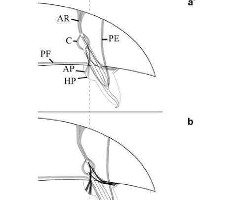 Drawing of one parapodium showing the various actions (a–e) of ...