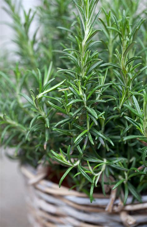 Resolve to grow a better rosemary plant. Your dinner guests will thank ...