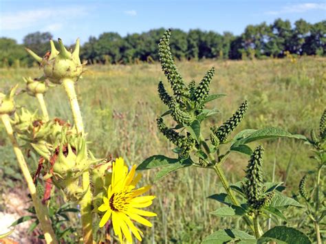 giant ragweed Archives - Dyck Arboretum