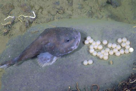 Brooding blob sculpin in the Canadian Arctic — MBARI Annual Report: 2017