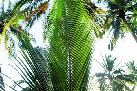 coconut trees on tropical island in summer 8135531 Stock Photo at Vecteezy