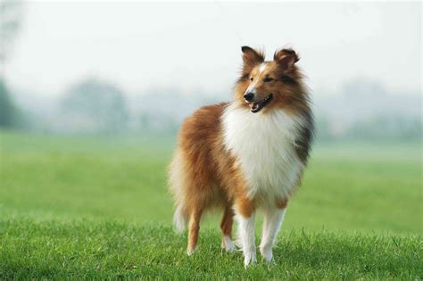 15 Popular Brown Dog Breeds