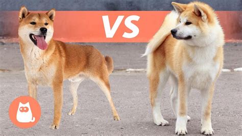 What The Diff Between A Shiba Inu And Akita