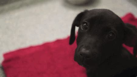 Puppy Eyes GIF - Find & Share on GIPHY