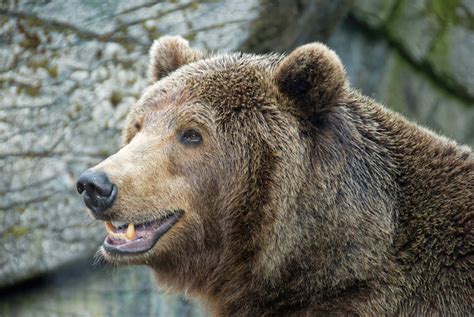 Close-up Photo of Grizzly Bear · Free Stock Photo