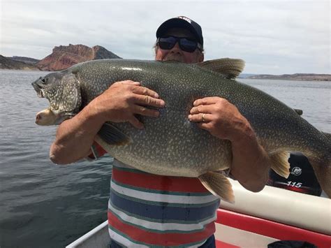 Utah Record Trout Landed At 57 Pounds, Four Pounds Past The Record | OutDoors Unlimited Media ...