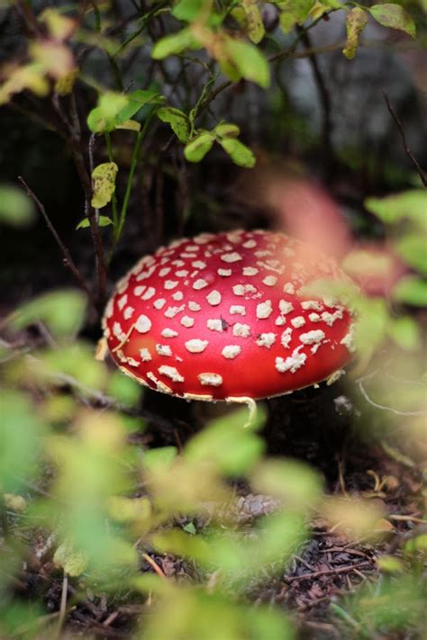 Red Rabbit: Mushroom Hunting