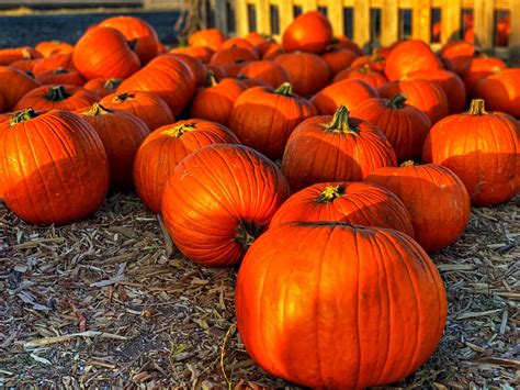 The New Hampshire Pumpkin Festival Is Sadly Canceled Again