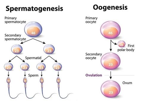 Spermatogenesis Steps