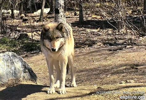 International Wolf Center will reopen Monday, June 22 - Northern Wilds Magazine