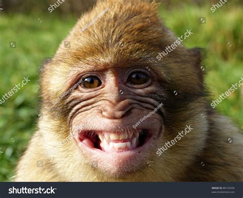 17,041 Monkey Smiling Stock Photos, Images & Photography | Shutterstock