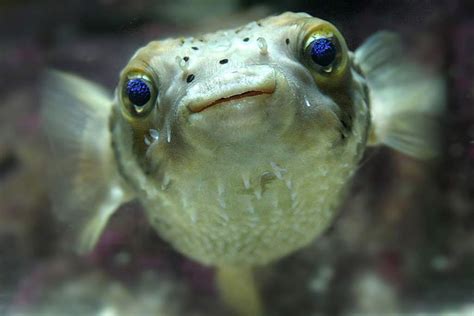 That Fish Recognizes Your Face | A Moment of Science - Indiana Public Media