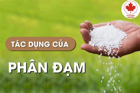 Phân Đạm Là Gì? Công Dụng Và Cách Sử Dụng Hiệu Quả