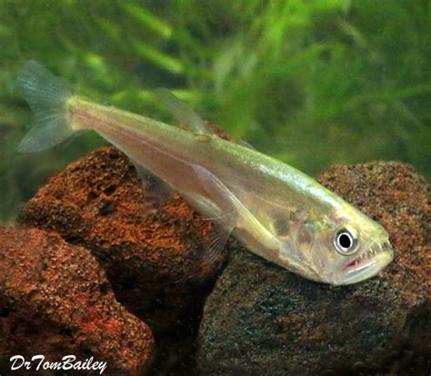 Premium WILD, Rare Payara Vampire Tetra, 2.5" to 3" long