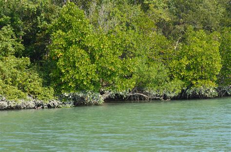 The Sundarban World Heritage Mangrove Forest demands immediate conservation – Naturally Speaking