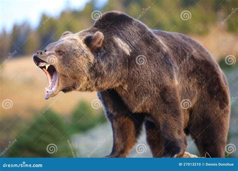 Grizzly Bear Growling stock photo. Image of carnivore - 27013210