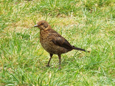 An urban fledgling blackbird - and loss of habitat — ELEANOR SCOTT ARCHAEOLOGY