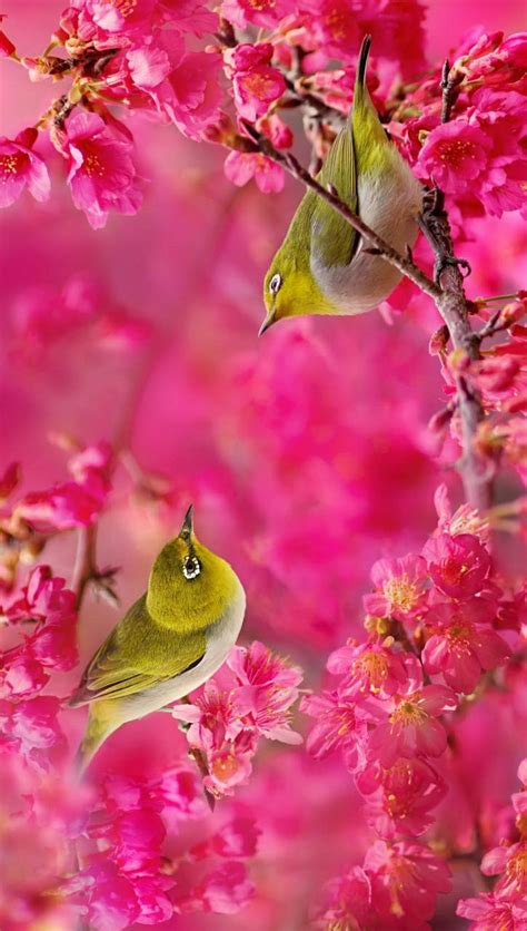 Pink Love Birds Wallpapers - Top Free Pink Love Birds Backgrounds - WallpaperAccess