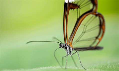 Are Butterfly Wings Symmetrical? (Revealed) | Wildlife Welcome