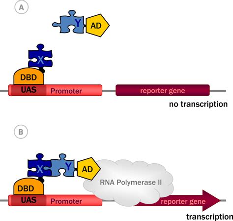 Yeast Two-Hybrid, a Powerful Tool for Systems Biology