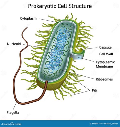 Prokaryotic Cell Structure Chart Vector Medical Illustration Stock ...