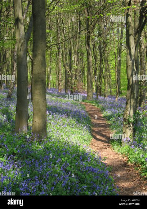 Path through Bluebells in Shoreham Woods Shoreham Kent UK Stock Photo ...