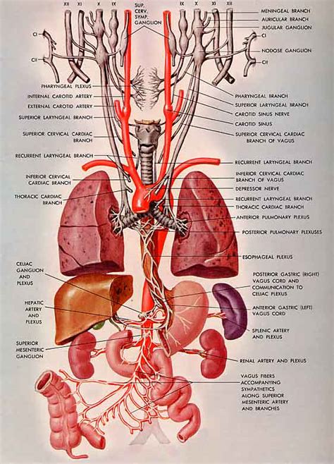 NCRF » Vagus Nerve